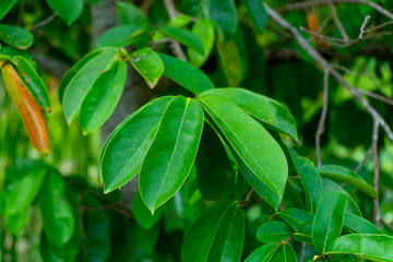 Fototapeta na wymiar Close up Soursop tree.