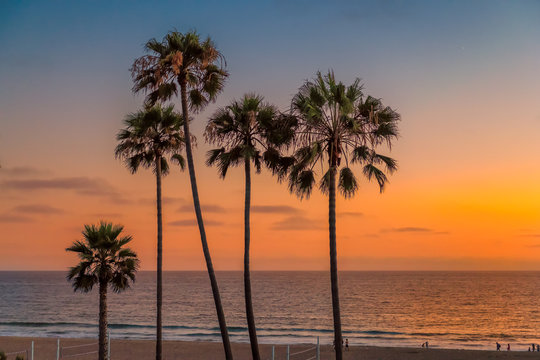 Palm trees on Manhattan Beach at sunset in California, Los Angeles, USA. Vintage processed. 