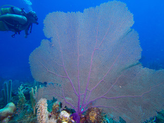 Sea fan