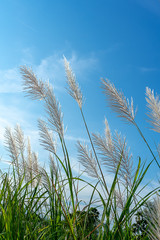 Naklejka premium Wild Cane flower.