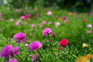 Portulaca flower in garden.