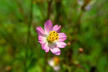 pink cosmos flower.