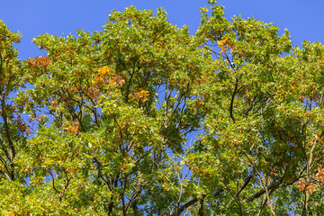 Nice colorful autumn treetop with blue sky