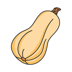 Yellow butternut squash illustration vector. Autumn pumpkin. Hand drawn.