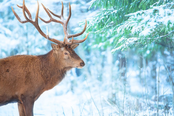 Single adult noble deer portrait with big beautiful horns with snow on winter forest background. European wildlife landscape with snow and deer with big antlers.