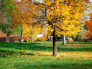 Dramatic autumn tree in park with falling leaves landscape background