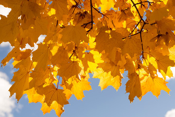 Naklejka na ściany i meble yellow maple leaves, autumn