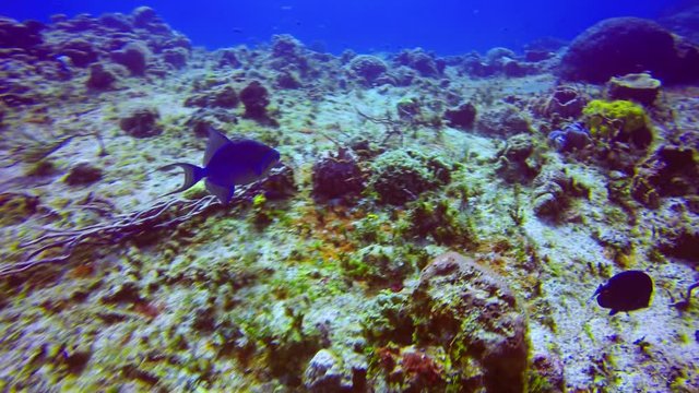 Queen triggerfish swimming towards a seamount in the waters off of Cozumel.