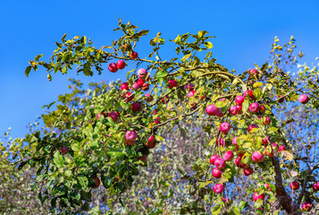 Fototapeta na wymiar Red apple tree branch on sunny day