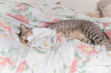 Striped cat is sleep in the blanket at midnight