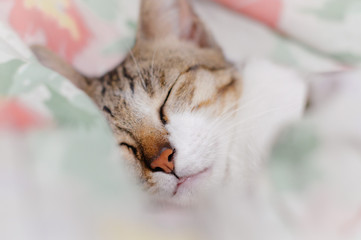 Striped cat is sleep in the blanket at midnight
