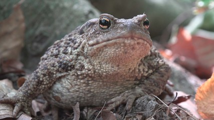 Frog in Forest Closeup, Toad Sunbathing in Leaves,  Animals Macro View in Wood
