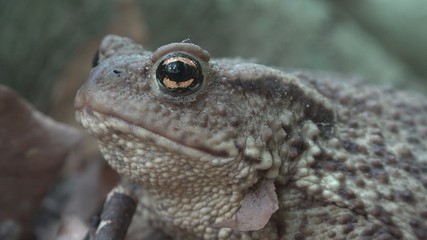 Frog in Forest Closeup, Toad Sunbathing in Leaves,  Animals Macro View in Wood