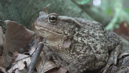 Frog in Forest Closeup, Toad Sunbathing in Leaves,  Animals Macro View in Wood