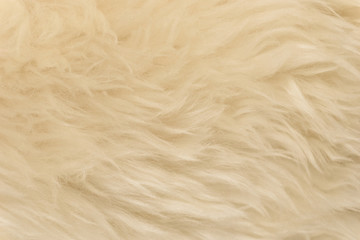 Obraz premium White animal wool texture background, beige natural sheep wool, close-up texture of plush fluffy fur