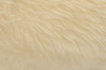 White animal wool texture background, beige natural sheep wool, close-up texture of  plush fluffy fur