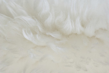 White animal wool texture background, beige natural sheep wool, close-up texture of  plush fluffy...