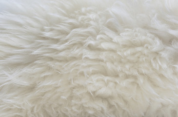White animal wool texture background, beige natural sheep wool, close-up texture of  plush fluffy fur