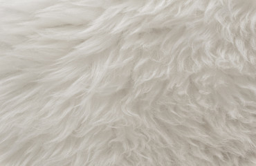 Fototapeta na wymiar White animal wool texture background, beige natural sheep wool, close-up texture of plush fluffy fur