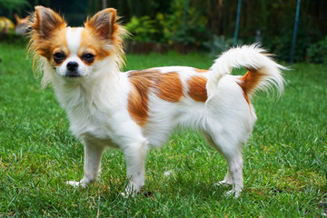 small cute chihuahua in the grass