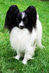 papillon dog in the green grass