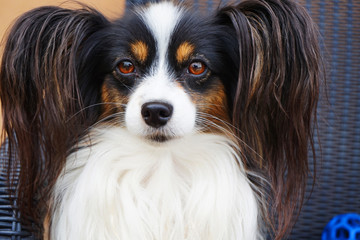 papillon dog portrait
