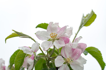 Spring blossom of apple tree close up