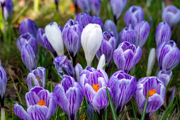 First spring flowers, groups of violet or lilac crocuses
