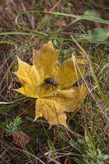 Ground beetle