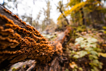 Close Up of Orange Mushrooms growing on Fallen Tree Bark Texture on a Foggy Fall Autumn Day