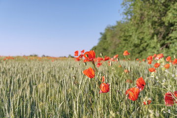 Poppy flowers field. Rural landscape with red wildflowers