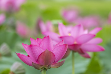 Obraz premium 蓮の花