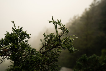 Close Up of Rain Drops and Spider Webs in Tree in Dense Wet Forest with Scenic View on Steep Mountain with Foggy atmosphere in Autumn 