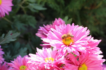 Bee on pink chrysanthemum