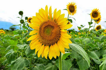 Sunflower Field