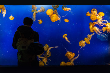 Naklejka premium Człowiek turystyczny akwarium patrząc na meduzę w zoo, zabawa dla ludzi.