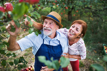 A senior couple picking apples in orchard in autumn.