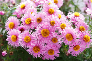 Fototapeta premium Colorful pink Aster flowers