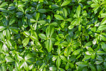 Background of the leaves and stems of the vinca