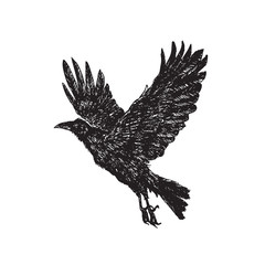Crow flying, hand drawn doodle, sketch outline, vector illustration
