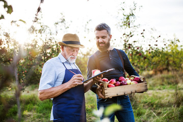 A senior man with adult son picking apples in orchard in autumn. - Powered by Adobe