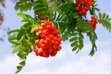 Rowan branches with clusters of berries against of sky