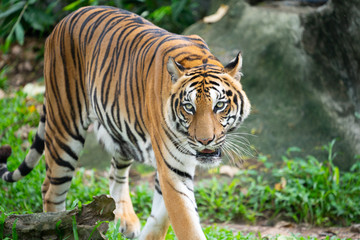 Fototapeta na wymiar Sumatra tiger standing in grass looking at the camera