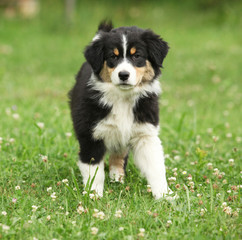 Beautifiul puppy in the garden