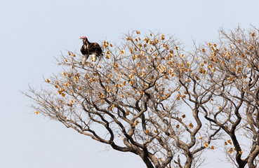 Red-headed vulture in a tree