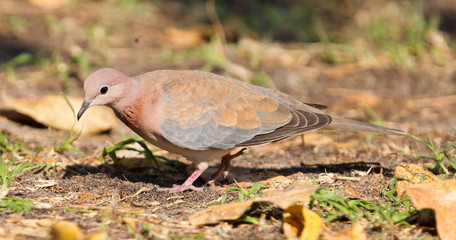 Laughing Dove (Spilopelia senegalensis)