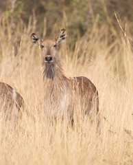 Waterbuck in Namibia