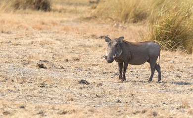 Warthog in the Kalahari