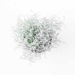 Moss in pot on white background. Winter concept. Flat lay, top view, square