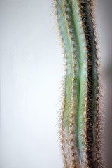 Single Cactus on White background